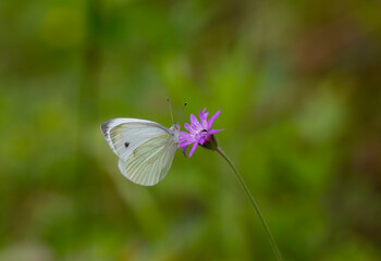 white butterfly feeding on pink flower, Pieris pseudorapae