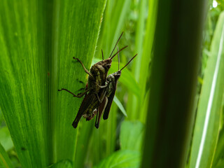 Commond grasshopper on craspedia under the sunlight on a tree with a blurry free photo