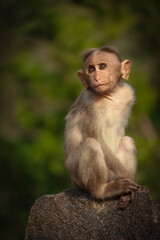 portrait of a macaque at forest
