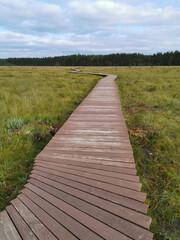 Fototapeta premium Wooden plank flooring over a swamp with yellowed grass against a beautiful sky with clouds.