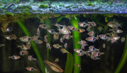 aquarium fish tropical fish ,