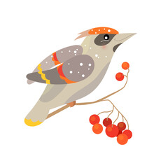 Cute bird waxwing. Christmas festive illustration. Funny character isolated on white background. Winter illustration for children and adults.
