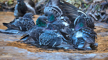 pigeons in the water