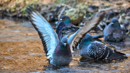pigeons in the water