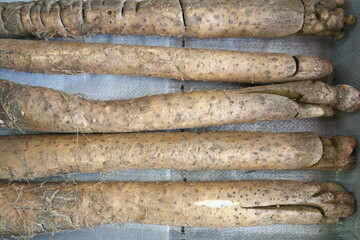 Hyogo,Japan- November 17, 2021: Japanese Yam or Wild Yam or Jinenjo or Nagaimo
