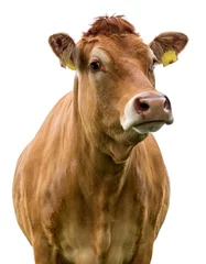 Foto op Aluminium cow on a white background isolated © Kunz Husum