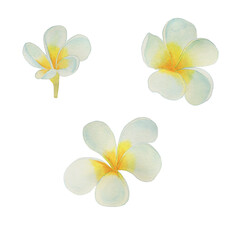 Frangipani flower watercolor set. Hand drawn botanical illustration of plumeria . Tropical print, element for logo, printing on fabric and paper. Exotic tropical design for perfumery and spa. © Olga Shulgina