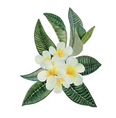 Branch of blooming frangipani watercolor. Botanical illustration of plumeria realistically drawn. Green tropical leaves with white flowers. Painting. Wall art. Print.