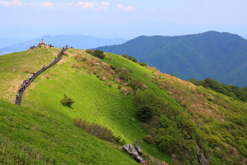 Fototapeta premium 5월 소백산의 봄 풍경 