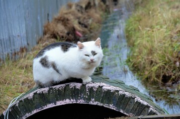 white with spotted cat street on the street