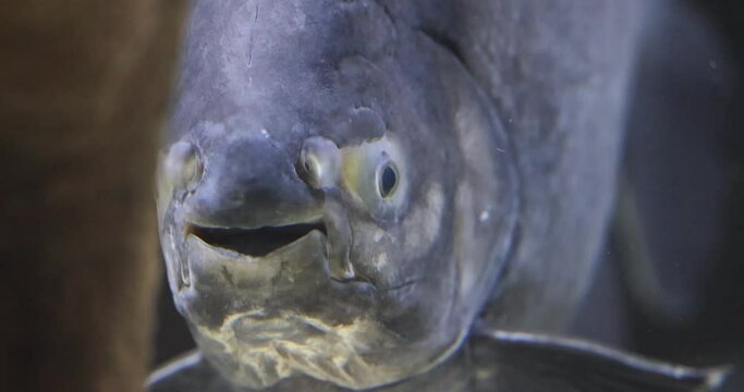 Close up of head of a big South American fresh water fish tambaqui, or black pacu, Colossoma Macropomum.Fish in aquarium keeps opening and closing its mouth. High quality 4k footage