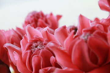 flower, dahlia flower, torch ginger, etlingera elatior, exotic flower