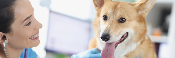 Veterinarian listening to dog with stethoscope in clinic