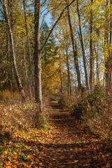 beautiful walking path in the forest covered with golden leaves under the afternoon sun