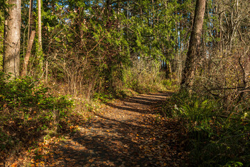 walking path covered with beautiful golden leaves in the park with sunlight breaking through the tree trunks