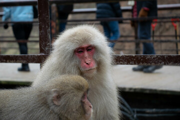 Naklejka premium Japanese macaque monkeys Nagano hot springs