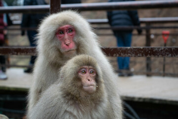 Japanese macaque monkeys Nagano hot springs