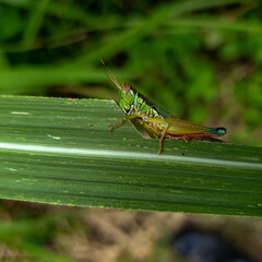 A green grasshopper is sitting on a green leaf. Grasshopper in nature.