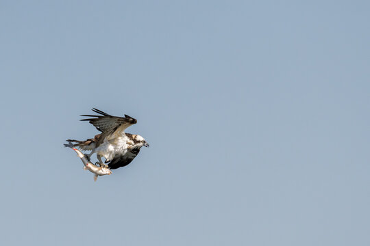 ミサゴ　日本の野鳥