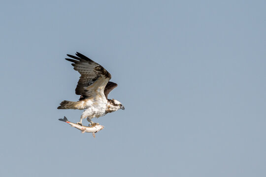 ミサゴ　日本の野鳥