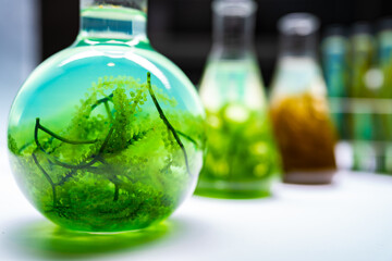 green alga laboratory research, alternative biofuel energy technology, biotechnology concept