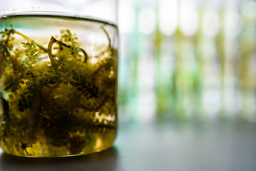 green alga laboratory research, alternative biofuel energy technology, biotechnology concept