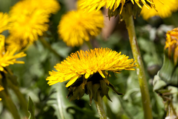 a field with yellow blooming dandelions in the spring season