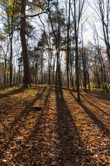 Naklejka premium deciduous trees in the autumn season during leaf fall