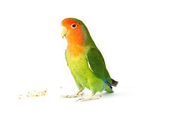Lovebird parrot isolated on white background. colorful bird