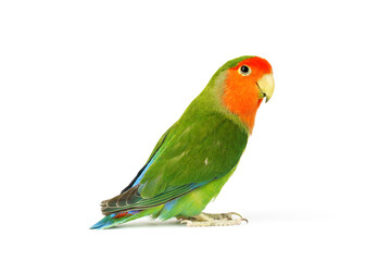 Fototapeta na wymiar Lovebird parrot isolated on white background. colorful bird