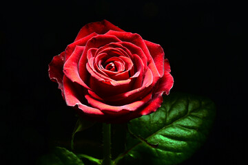 Czerwona róża na czarnym tle. Idealne na bukiet oraz na miłosne życzenia i urodziny. Kwiat, życzliwość, przyjaźń. Wszystkie słowa zawarte w jednym kwiatku. Prezent dla kobiety, mężczyzna dla rodziców.