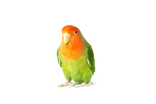 Lovebird parrot isolated on white background. colorful bird