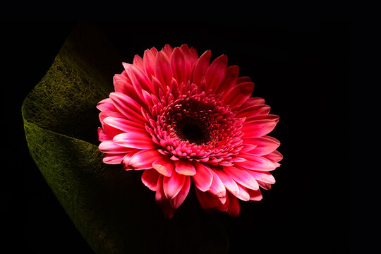 Czerwony Gerber na czarnym tle. Idealne na bukiet oraz na miłosne życzenia i urodziny. Kwiat, życzliwość, przyjaźń. Wszystkie słowa zawarte w jednym kwiatku. Prezent dla kobiety, mężczyzna, rodzic&oacute;w