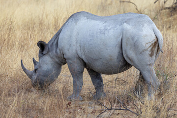 Obraz premium Ein junges Spitzlippennashorn grasend im Etosha Nationalpark in der Seitenansicht