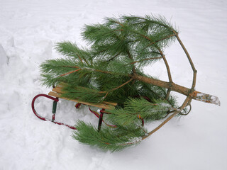 felled Christmas tree on a sled in the snow,  xmas mood