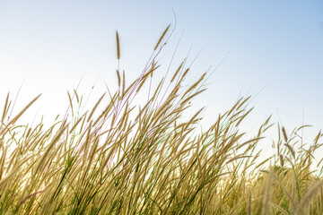 Naklejka premium A field of yellow grass flowers swaying in the beautiful winter breeze at sunset.