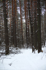 winter landscape - path through winter forest
