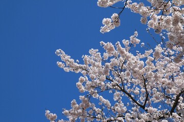 柳津駅の桜（福島県・柳津町）