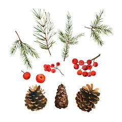 Winter watercolor set of spruce twigs, rowan berries and cones. Illustration on an isolated white background. For design. © XeniaDenisova