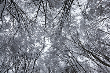snow covered trees in winter