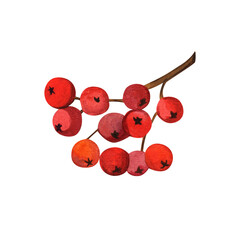 Sprig with rowan berries. Watercolor illustration on isolated white background.