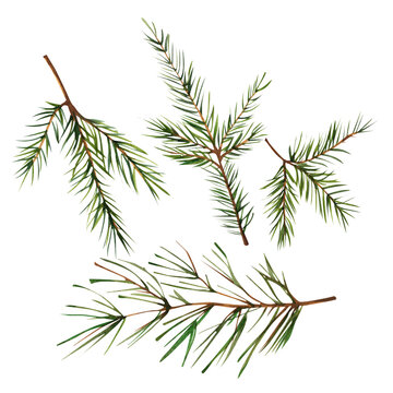 Set of spruce branches. Watercolor illustration on isolated white background.