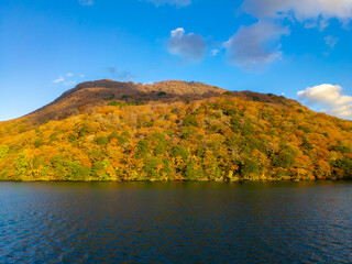 Fototapeta premium Autumn leaves at lakeside (Lake Ashinoko, Hakone, Kanagawa, Japan)