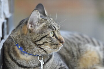 Tabby cat sitting at home.