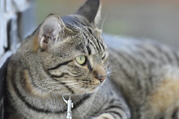 Tabby cat sitting at home.