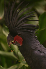 Probosciger aterrimus, The palm cockatoo or the goliath or great black cockatoo, is a large smoky grey or black parrot of the cockatoo family native to Papua, Aru Islands, Indonesia 