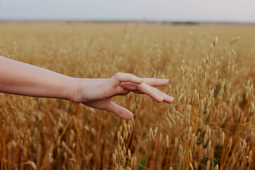 human hand wheat crop agriculture industry fields Fresh air