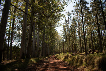 Fototapeta premium path in the forest
