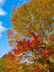 Fototapeta na wymiar Autumn leaves on a sunny day (Narukawa art museum, Hakone, Kanagawa, Japan)