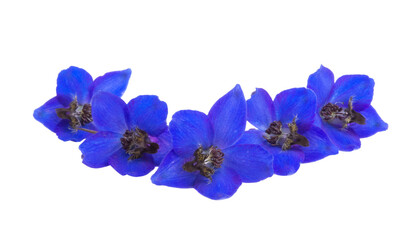 Fototapeta na wymiar blue delphinium flower isolated